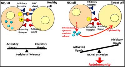 Natural Killer Cells: Potential Biomarkers and Therapeutic Target in Autoimmune Diseases?